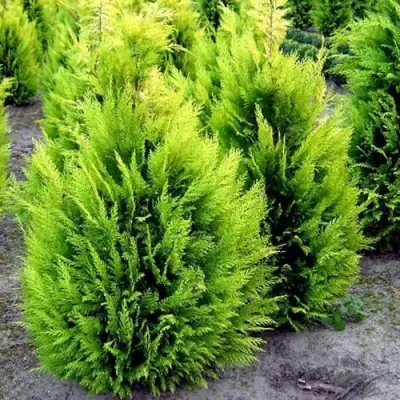 Кипарисовик ИВОНЕ лавсана в Витебске