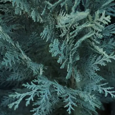 Кипарисовик ВАН ПЕЛЬТС БЛЮ лавсона в Витебске