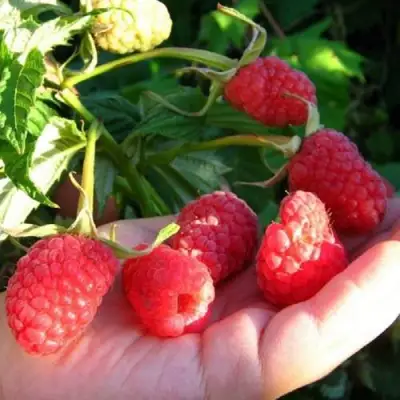 Малина ГОРДОСТЬ РОССИИ в Витебске