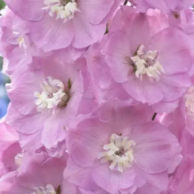 Дельфиниум ПЕТТИКОУТ гибридный в Витебске