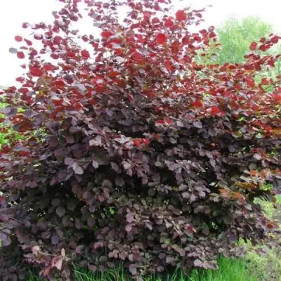 Фундук СИРЕНА в Витебске