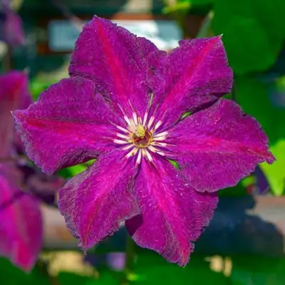 Клематис ГРЮНВАЛЬД в Витебске