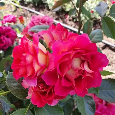 Роза БРЕРА флорибунда в Витебске