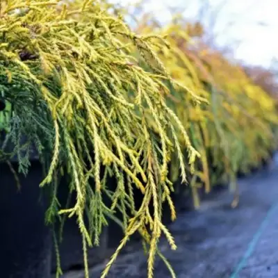 Кипарисовик ВАВЕЛ горохоплодный в Витебске