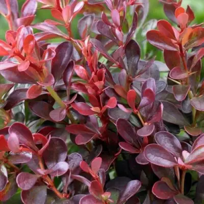 Барбарис АТРОПУРПУРЕА НАНА тунберга в Витебске