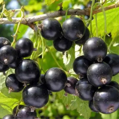 Смородина черная ОРЛОВСКИЙ ВАЛЬС в Витебске