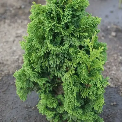 Туя ЗМАТЛИК западная в Витебске