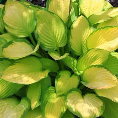 Хоста ГОЛД СТАНДАРТ Форчуна в Витебске