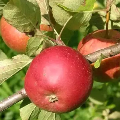 Яблоня ПОСПЕХ в Витебске
