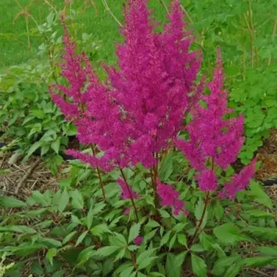 Астильба ЭЛИЗАБЕТ ВАН ВИН японская в Витебске