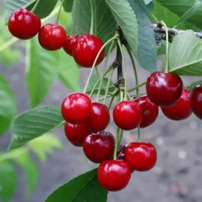 Вишня ЗАРАНКА в Витебске