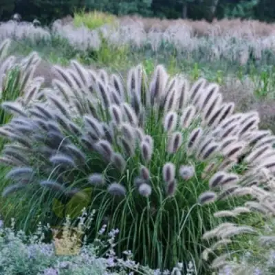 Пеннисетум БЛЭК БЬЮТИ в Витебске