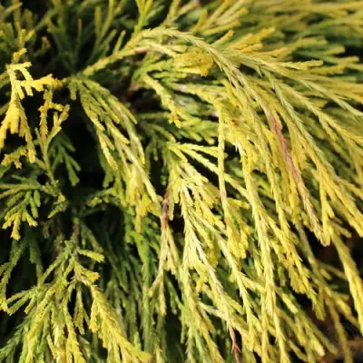 Кипарисовик ГОЛДЕН МОП горохоплодный в Витебске