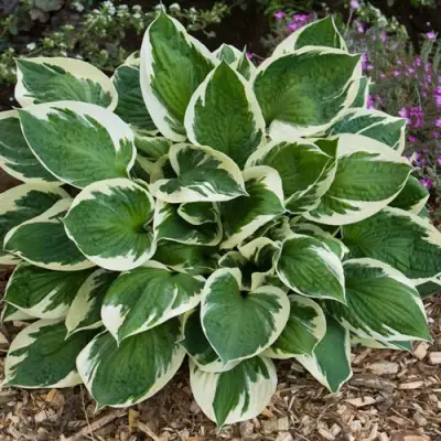 Хоста КАРИН гибридная в Витебске