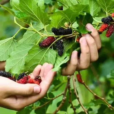 Шелковица ГАЛИЦИЯ в Витебске