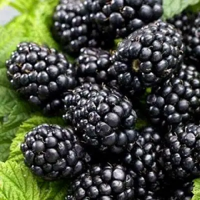 Ежевика БЖЕЗИНА бесшипная  в Витебске