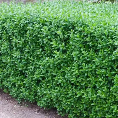 Бирючина обыкновенная АТРОВИРЕНС в Витебске