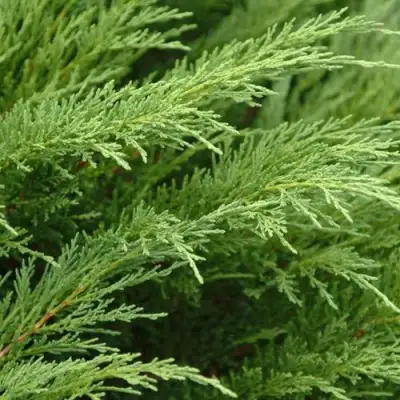 Можжевельник ТАМАРИСЦИФОЛИЯ казацкий  в Витебске