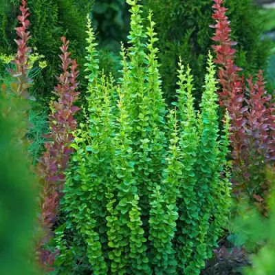 Барбарис ЭРЕКТА тунберга в Витебске