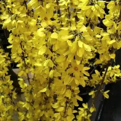 Форзиция ГОЛДРАУШ в Витебске