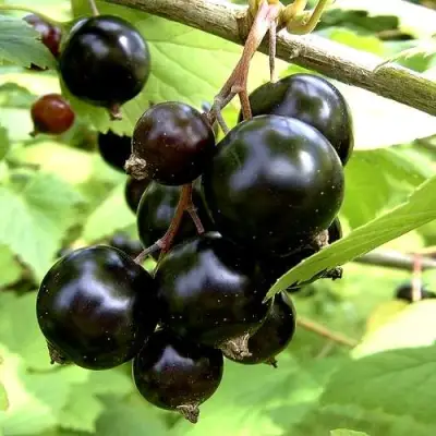 Смородина чёрная ШАРОВИДНАЯ в Витебске