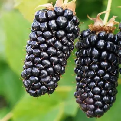 Ежевика КОЛАМБИЯ ГИГАНТ бесшипная в Витебске