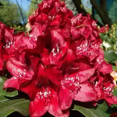 Рододендрон МАТАДОР в Витебске