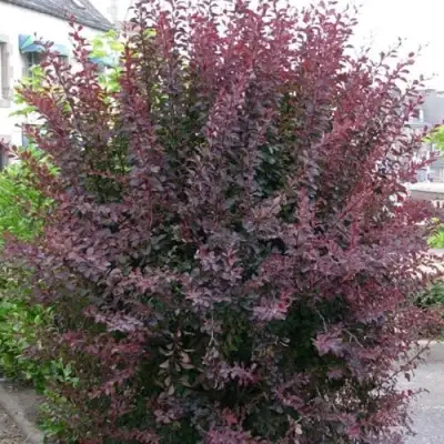 Барбарис АТРОПУРПУРЕА тунберга в Витебске