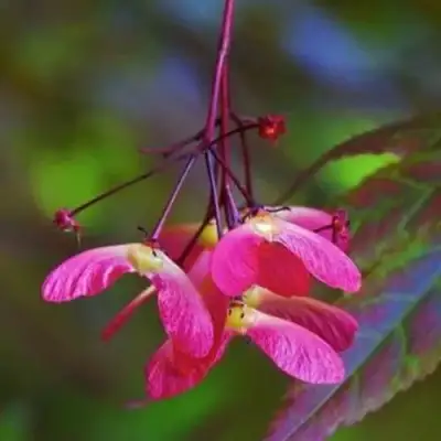 Клен пальмолистный в Витебске