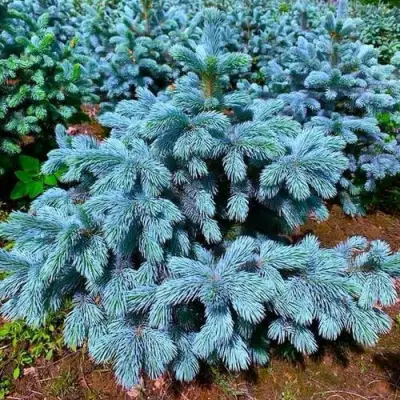 Ель СУПЕР БЛЮ СИДЛИНГ колючая в Витебске