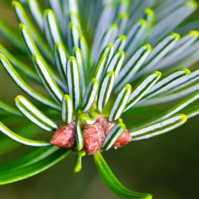 Пихта белая в Витебске