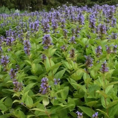 Котовник БЛЮ ДРИМС полусидячий в Витебске