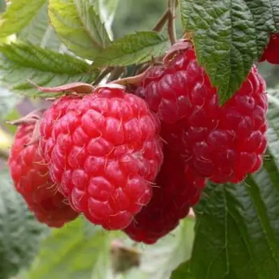 Малина ГЕРАКЛ в Витебске