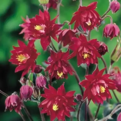 Аквилегия РУБИ ПОРТ обыкновенная в Витебске