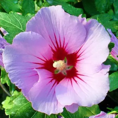 Гибискус ПИНК ФЛИРТ сирийский в Витебске