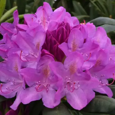 Рододендрон РОЗЕУМ ЭЛЕГАНС в Витебске