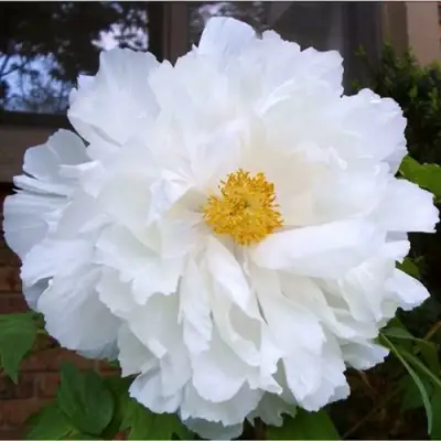 Пион БЕЛЫЙ НЕФРИТ древовидный в Витебске