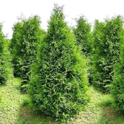 Туя БРАБАНТ западная в Витебске