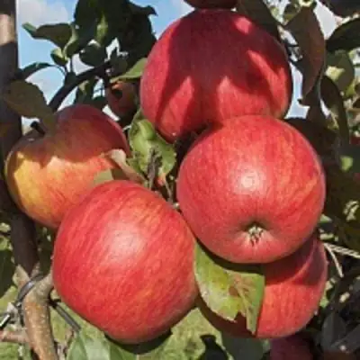 Яблоня ПЕРСИКОВАЯ в Витебске