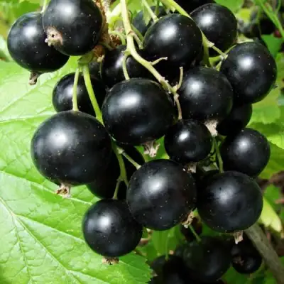 Смородина чёрная ЭКЗОТИКА в Витебске