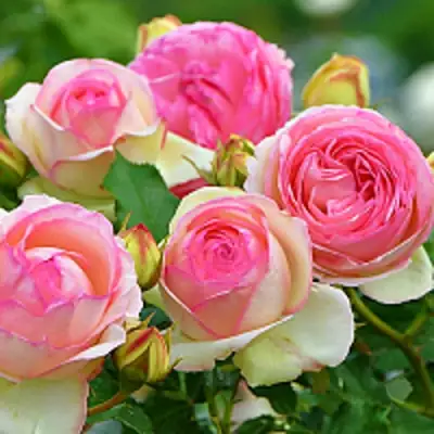 Роза ПЬЕР ДЕ РОНСАР плетистая в Витебске