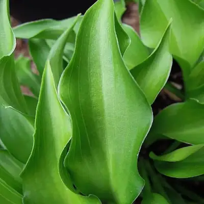 Хоста ГАРРИ ВАН ТРИЕР в Витебске