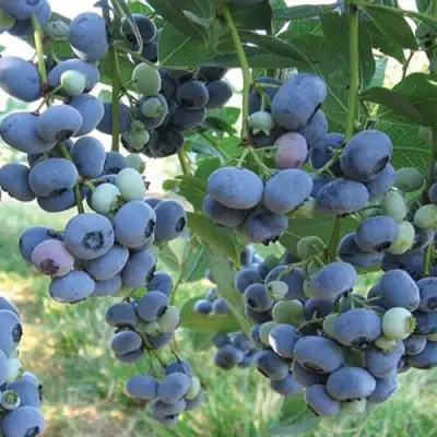 Голубика ЛИБЕРТИ в Витебске