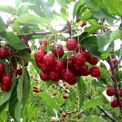 Вишня ТУРГЕНЕВКА в Витебске