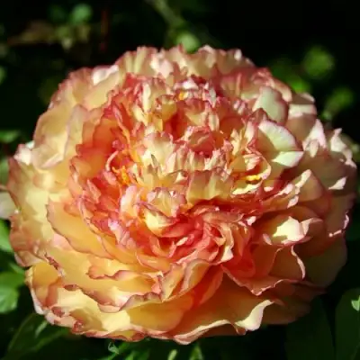 Пион ЗОЛОТАЯ РОССЫПЬ древовидный в Витебске