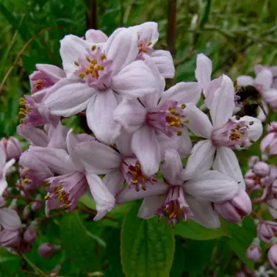 Дейция МОУНТ РОУЗ в Витебске