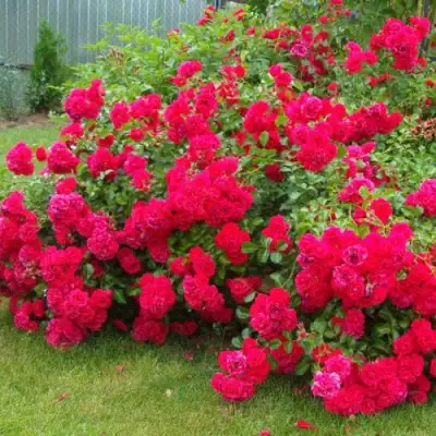 Роза РАДОСТЬ САДОВНИКА (ГАРТЕН ФРОЙДЕ) почвопокровная в Витебске