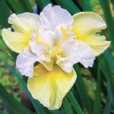 Ирис ЙЕЛЛОУ ТЕЙЛ сибирский в Витебске