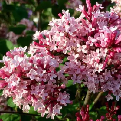 Сирень РЕД ПИКСИ в Витебске