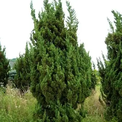 Можжевельник КАЙЗУКА китайский в Витебске